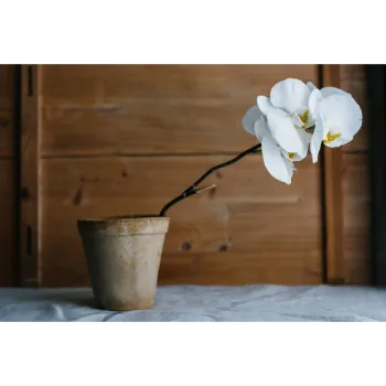 Plumeria Plant